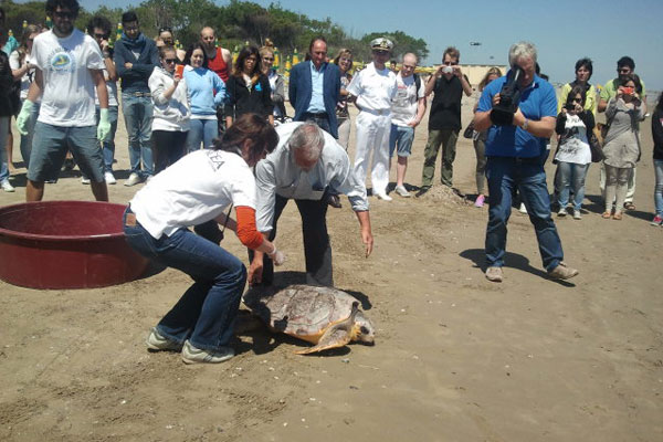 Tartaruga caretta, liberazione a Cesenatico