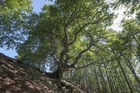 Faggio, alberi monumentali Fanano (MO)