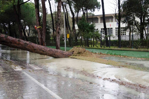 Maltempo in Romagna, albero caduto