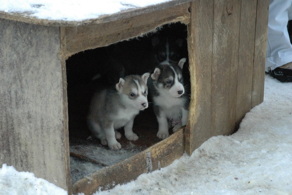 Animali d'affezione - cuccioli cane neve