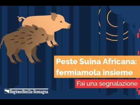 Spot video campagna contro la peste suina
