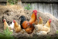 EFSA raccomanda alternative alle gabbie per migliorare il benessere di polli da carne e galline
