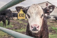 EFSA: stabulare i vitelli in piccoli gruppi per migliorarne il benessere